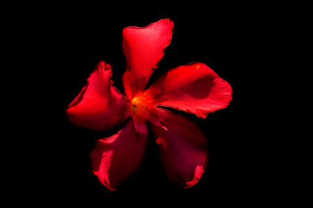 A red flower with a black background