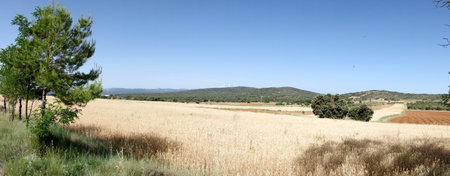 Green way black eyes in its passage by Barracas in Castellonの写真素材