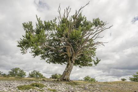 Natural park of Urbasa and andia in Navarraの写真素材