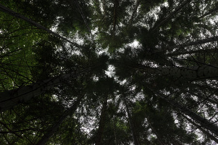 Forest in Irati jungle in Navarra, Spain