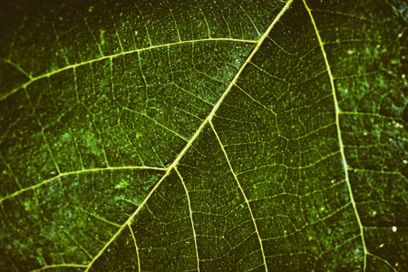Background of a green leaf with a slight vignettingの写真素材