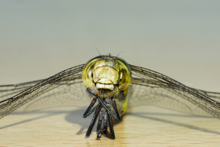 A macro photograph of a brown dragonflyの写真素材
