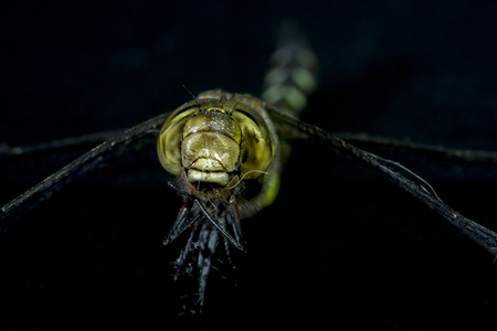 A macro photograph of a brown dragonflyの写真素材