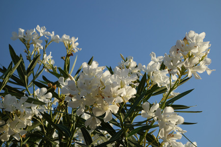 Macro photography of flowers of a white colorの写真素材