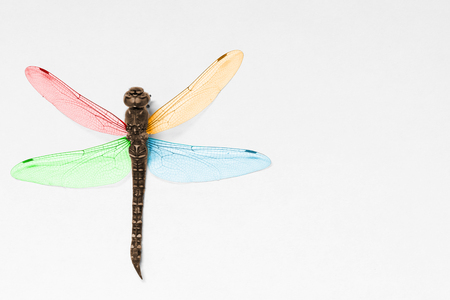 A macro photograph of a brown dragonflyの写真素材