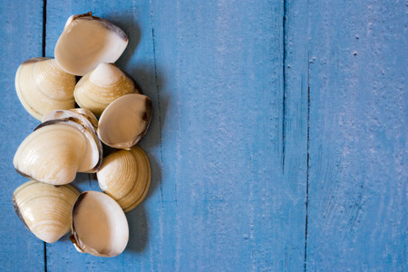 A background of a blue color with several seashells for graphic resourceの写真素材