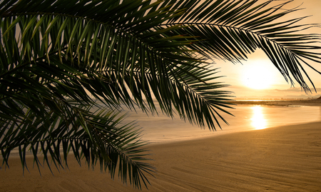 Calm beach with the sun at sunset and palm leaves, Spainの写真素材