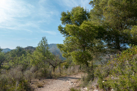 The desert of the palms under the blue sky, Spainの写真素材