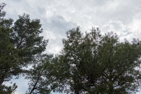 The desert of the palms under the blue sky, Spainの写真素材