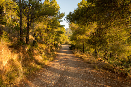 The desert of the palms at dawn, Spainの写真素材
