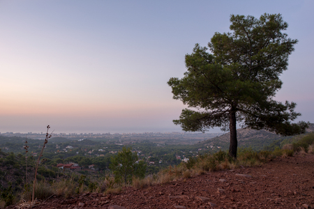 The desert of the palms at dawn, Spainの写真素材