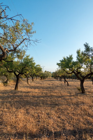 The road to Santiago and the via augusta in Castellon, Spainの写真素材