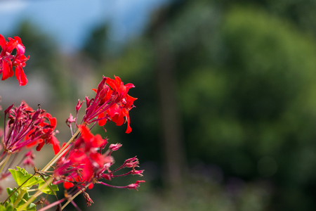Several red flowers in the mountains of Aran Valley, Spainの写真素材