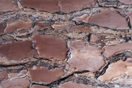 Brown background of the trunk of a tree, Spainの写真素材