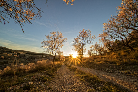 Path between almond trees in a beautiful sunrise, Spainの写真素材