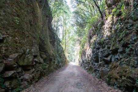 The green way of the carrilet path of Olot, Spain