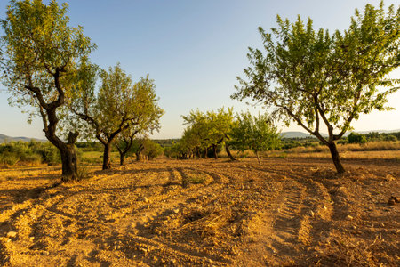 Landscape of the August way as it passes through Castellon, Spain