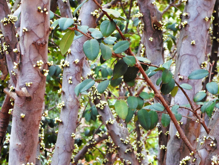 Jabuticabeira in bloomの写真素材