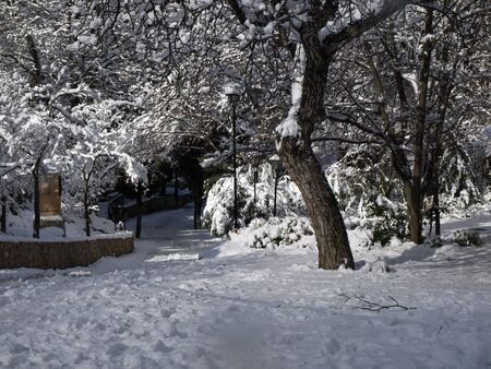 snowy forest in winterの写真素材