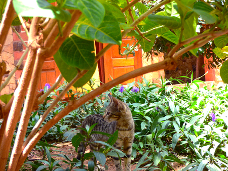 Cat in the bushesの写真素材