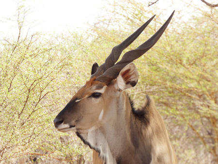 Eland gazelleの写真素材