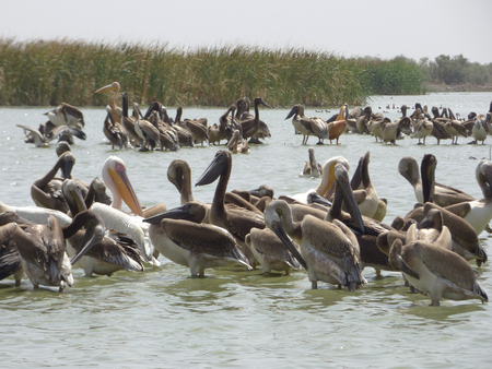 Herd of pelicansの写真素材