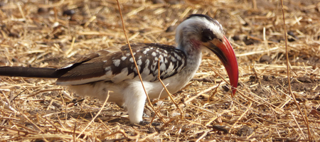 African birdの写真素材