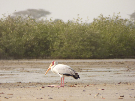 Pelican in african riverの写真素材