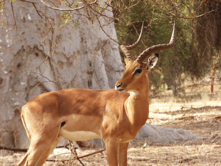 Thomson gazelleの写真素材