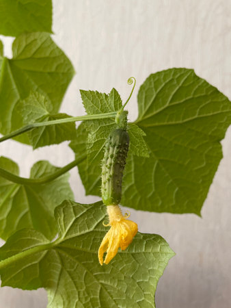 Young cucumber plaYoung cucumber plant with small fruits and yellow blossoms, growing indoors in natural lightnt with small fruits and yellow blossoms, growing indoors in natural light. High quality photoの素材