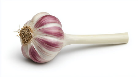 A fresh garlic bulb sits on a clean, white surface. The bulb features smooth, purple-tinged skin. Surrounding the bulb, the surface highlights its natural beauty.の素材