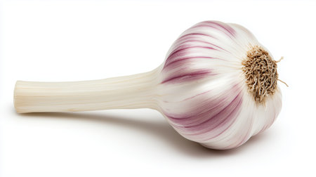 A fresh garlic bulb sits on a clean, white surface. The bulb features smooth, purple-tinged skin. Surrounding the bulb, the surface highlights its natural beauty.の素材
