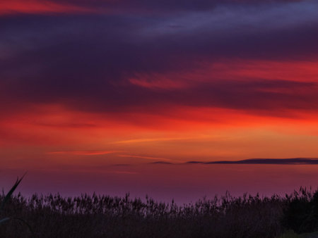 Acolorful sunset next to the sea,in the foreground examples of maritime flora.の写真素材