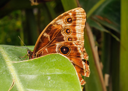 A Morpho peleides butterfly resting on a leaf. In evidence the morphology of the animal,the geometric and colorful design of the wingsの写真素材