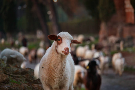 A flock of sheep grazes on the Ancient Appia , a young one stares at the lensの写真素材