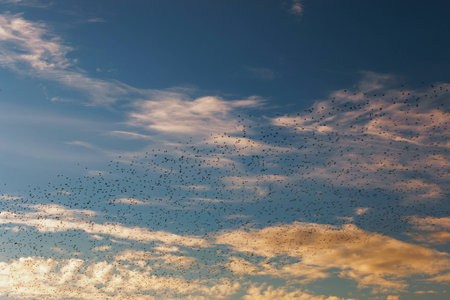 A large flock of common starling just before sunset in a cloudy Roman sky
