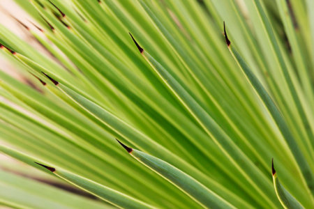Agave stricta long thin leaves, selective focus. Green color shading, abstract effectの写真素材