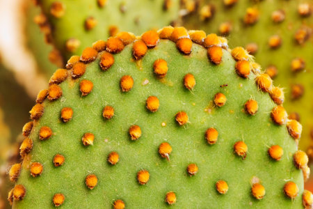 Flat rounded cladode opuntia detail, small hairlike yellow glochids. Green-yellow color contrastの写真素材