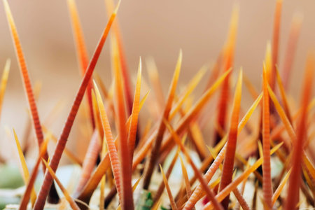 Succulent plant thorns detail ,selective focus ,green, backlight  ,abstract effect