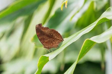 Brown butterfly on a leaf, out of focus background, color shading, daylightの写真素材