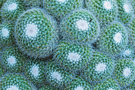 Impressive cactus background ,mammillaria succulent plant ,top view ,beautiful color contrast...