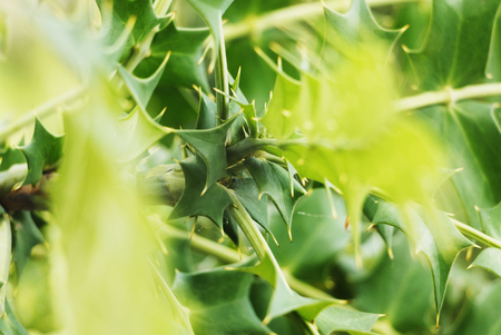 Berberis lomariifolia -chinese holly -branch ,beautiful shape of the leaves ,selective focus , color gradations  ,unusual point of viewの写真素材