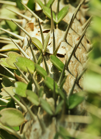Alluaudia trunk ,didierea ascendens , the backlight highlights green leaves and spines ,vertical composition ,graphic effectの写真素材