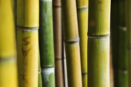 Bamboo forest,colors from green to yellow and brown ,selective focus ,saturated colors ,the sulight shape the stalksの写真素材