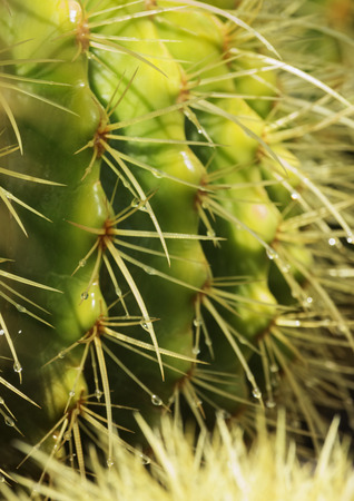 Cactus plant , spines wet and bright ,vibrant colors ,vertical composition ,の写真素材