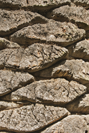 Section of a palm trunk ,the sun highlightes the texture and the curved shape  ,vertical composition ,の写真素材