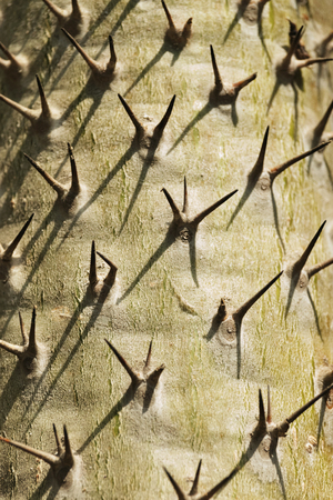 Alluaudia trunk ,didierea ascendens ,the sun casts spines shadows on the trunk ,vertical composition ,graphic effectの写真素材