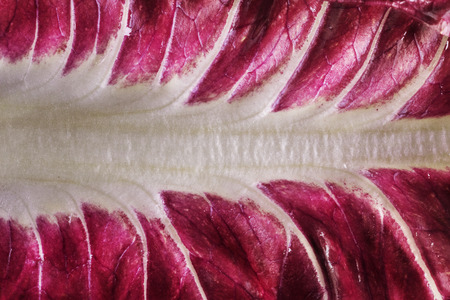 Detail of a bright red salad leaf ,white and red color shading ,abstract effect ,fantastic leaf textureの写真素材