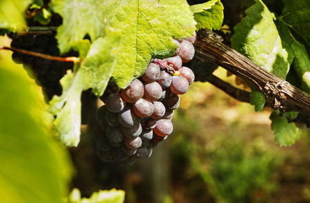 Fantastic bunch of black grapes  in an Italian  vineyard, high contrast , saturated colors , horizontal compositionの写真素材