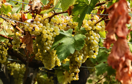 Fantastic bunches of yellow grapes  in an Italian  vineyard, high contrast , saturated colors , horizontal compositionの写真素材